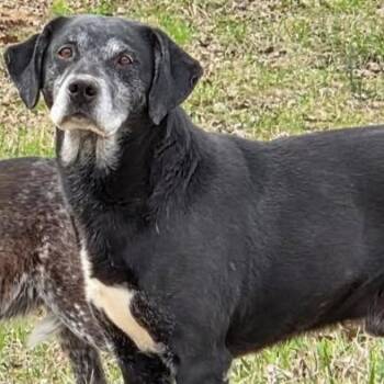 Benny -  Labrador Retriever and Mixed Breed Dog for Adoption in Pittsfield, Illinois - Benny | PetCurious