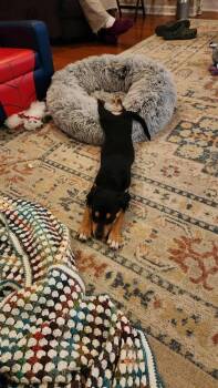 Rottweiler and Scottish Deerhound Dogs Available for Adoption - Luna (aka Cindy-Lou) | PetCurious