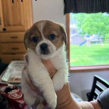 Chihuahua and Mixed Breed Dogs Available for Adoption in Tomah, Wisconsin - Rebel | PetCurious