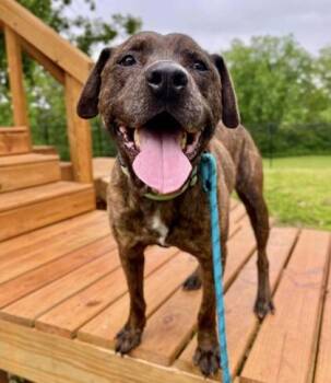Pit Bull Terrier and Mixed Breed Dogs Available for Adoption in Kansas City, Missouri - Whopper | PetCurious