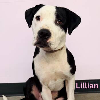 Lillian -  Pit Bull Terrier Dog for Adoption in Tulsa, Oklahoma - Lillian | PetCurious