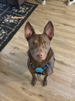 Australian Kelpie and Retriever Dogs Available for Adoption in Houston, Texas - Milo Lover Boy | PetCurious