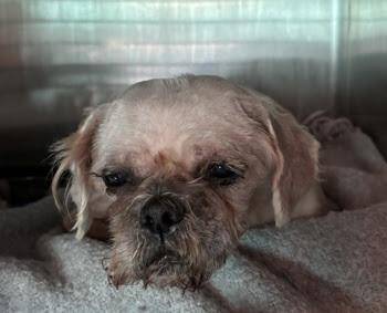 Kathy *FOSTER / FOSTER-TO-ADOPT NEEDED 10/1* -  Shih Tzu Dog for Adoption in New York, New York - Kathy *FOSTER / FOSTER-TO-ADOPT NEEDED 10/1* | PetCurious