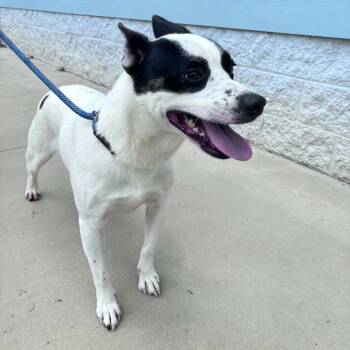 Louie -  Cattle Dog Dog for Adoption in Columbus, North Carolina - Louie | PetCurious