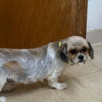 Shih Tzu Dogs Available for Adoption in Hartland, Wisconsin - Hilde (14) -Foster Home Needed | PetCurious