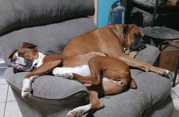 Missy II -  Boxer Dog for Adoption in Hewitt, Texas - Missy II | PetCurious