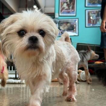 Winnie -  Shih Tzu Dog for Adoption - Winnie | PetCurious