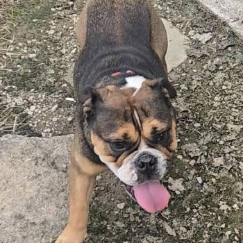 Willow -  English Bulldog Dog for Adoption in Huber Heights, Ohio - Willow | PetCurious