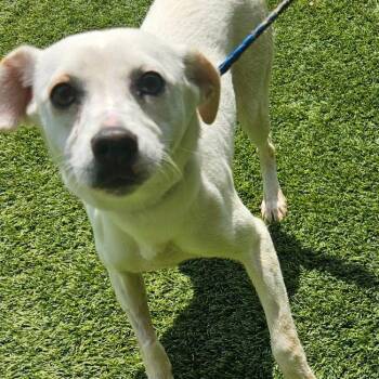 PAULA 9986 -  Chihuahua Dog for Adoption in Loxahatchee Groves, Florida - PAULA 9986 | PetCurious