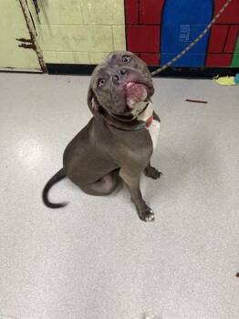 Pit Bull Terrier and Mixed Breed Dogs Available for Adoption - ABE | PetCurious