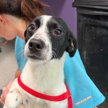Simon -  Chihuahua Dog for Adoption in Englewood, Florida - Simon | PetCurious
