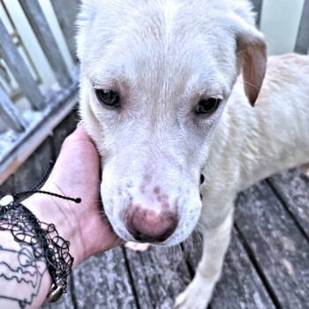 Rescue German Shepherd Dog and Golden Retriever Dogs for Adoption in Rutherfordton, North Carolina - Cletus | PetCurious