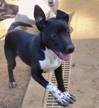 Rescue Border Collie and Rat Terrier Dogs for Adoption in Athens, Alabama - Matilda | PetCurious