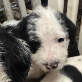 Standard Poodle and Mixed Breed Dogs Available for Adoption - Sanji | PetCurious