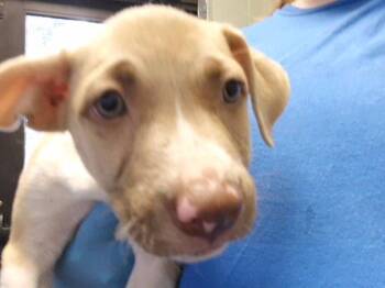 ROSY -  Pit Bull Terrier and Mixed Breed Dog for Adoption in Tulsa, Oklahoma - ROSY | PetCurious