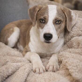 Terrier Dogs Available for Adoption in Longview, Texas - Honey | PetCurious