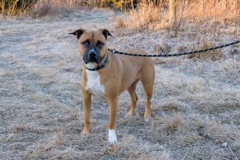 Mixed Breed Dogs Available for Adoption - Buzz | PetCurious