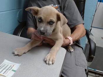 DUNKIN -  Australian Cattle Dog Blue Heeler and Mixed Breed Dog for Adoption in Albuquerque, New Mexico - DUNKIN | PetCurious