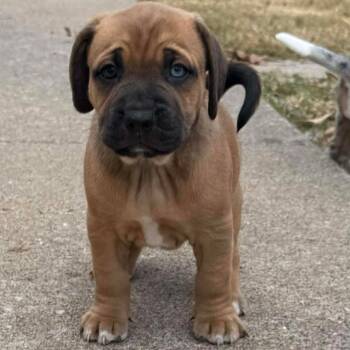 Rescue Catahoula Leopard Dog Dogs for Adoption in Jackson, Missouri - Nutmeg | PetCurious