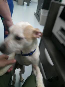 SQUASH -  Staffordshire Bull Terrier Dog for Adoption in Ocala, Florida - SQUASH | PetCurious