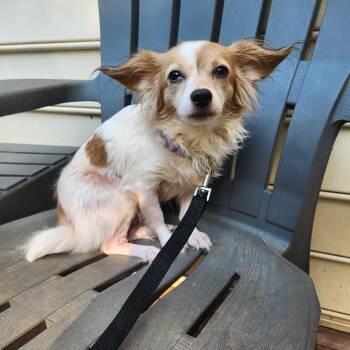 TILLIE -  Chihuahua Dog for Adoption in Troutman, North Carolina - TILLIE | PetCurious