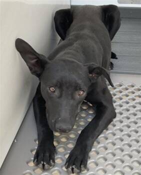 Labrador Retriever and Mixed Breed Dogs Available for Adoption in San Bernardino, California - SOMBRA | PetCurious