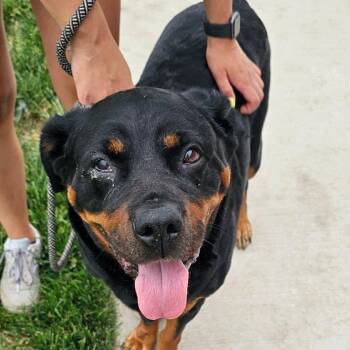 Rottweiler Dogs Available for Adoption in Plainfield, Illinois - Paisley | PetCurious