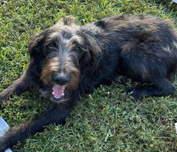 Rescue Labrador Retriever and Standard Poodle Dogs for Adoption in Grand Bay, Alabama - Mully | PetCurious