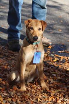 Rescue Yellow Labrador Retriever and Mixed Breed Dogs for Adoption in Grand Junction, Colorado - Geller | PetCurious