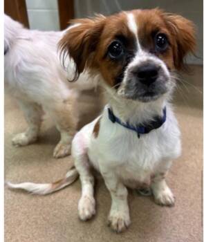 Jerry -  Spaniel and Terrier Dog for Adoption in Bloomfield, Connecticut - Jerry | PetCurious