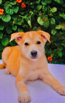 Yukon -  Husky and Golden Retriever Dog for Adoption in San Diego, California - Yukon | PetCurious