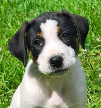 Mixed Breed Dogs Available for Adoption in Groveland, Massachusetts - Moe | PetCurious
