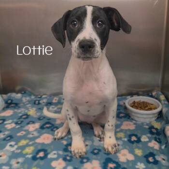 Lottie -  Mixed Breed Dog for Adoption in Parkersburg, West Virginia - Lottie | PetCurious