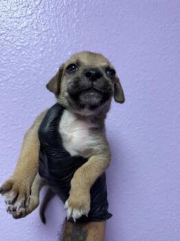61312794 -  Mixed Breed Dog for Adoption in El Paso, Texas - 61312794 | PetCurious