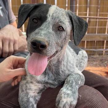 Zucchini Puree -  Mixed Breed Dog for Adoption in Moab, Utah - Zucchini Puree | PetCurious