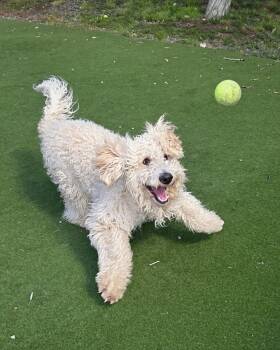 Bentley -  Goldendoodle Dog for Adoption in Jackson, Wyoming - Bentley | PetCurious