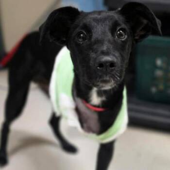 Wyatt -  Border Collie and Mixed Breed Dog for Adoption in Fort Collins, Colorado - Wyatt | PetCurious