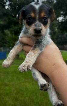 Casserole -  Australian Shepherd and Australian Cattle Dog Blue Heeler Dog for Adoption in Indian Springs Village, Alabama - Casserole | PetCurious