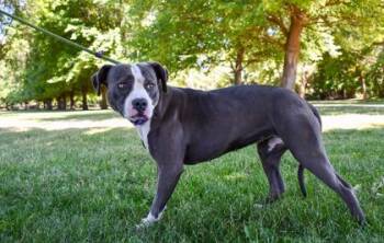 Mercedes -  Pit Bull Terrier and Mixed Breed Dog for Adoption in Yakima, Washington - Mercedes | PetCurious