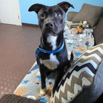 Rescue Husky Dogs for Adoption in Wooster, Ohio - Tiny | PetCurious