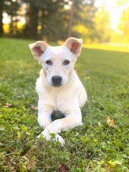 Amirah -  Labrador Retriever and Mixed Breed Dog for Adoption in Gradyville, Kentucky - Amirah | PetCurious