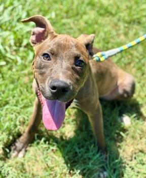 FINNICK -  American Staffordshire Terrier and Mixed Breed Dog for Adoption in York, South Carolina - FINNICK | PetCurious