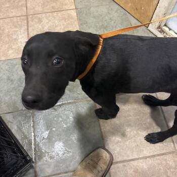 Easter -  Mixed Breed Dog for Adoption in Chattanooga, Tennessee - Easter | PetCurious