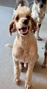 Romeo -  Standard Poodle Dog for Adoption in Bend, Oregon - Romeo | PetCurious