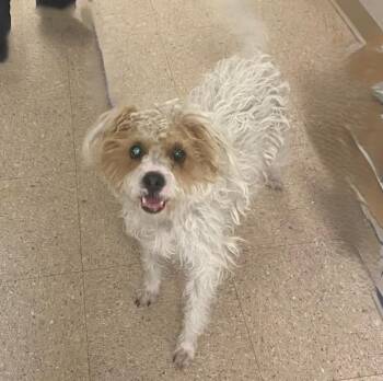 Terrier Dogs Available for Adoption - Cappuccino | PetCurious