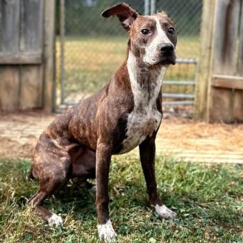Rescue Terrier and Cattle Dog Dogs for Adoption in Mount Vernon, Indiana - Maeve | PetCurious