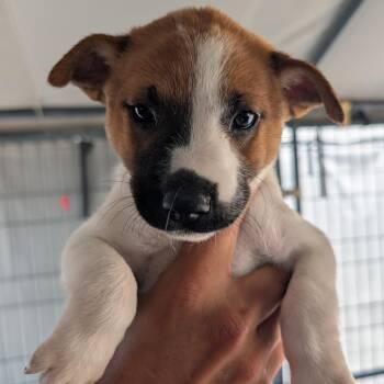 Cedar -  Australian Cattle Dog Blue Heeler and Mixed Breed Dog for Adoption in Evergreen, Colorado - Cedar | PetCurious
