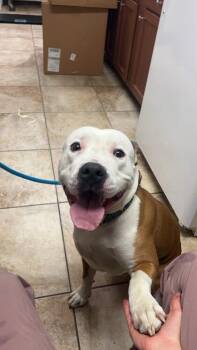 Bishop -  Mixed Breed Dog for Adoption in Cincinnati, Ohio - Bishop | PetCurious