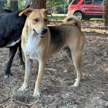 Rescue Hound and Black Mouth Cur Dogs for Adoption in Wadena, Minnesota - Rowdy | PetCurious