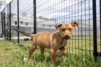 Pico de Gallo fka Yareli -  Shepherd and Mixed Breed Dog for Adoption in West Chester, Pennsylvania - Pico De Gallo Fka Yareli | PetCurious